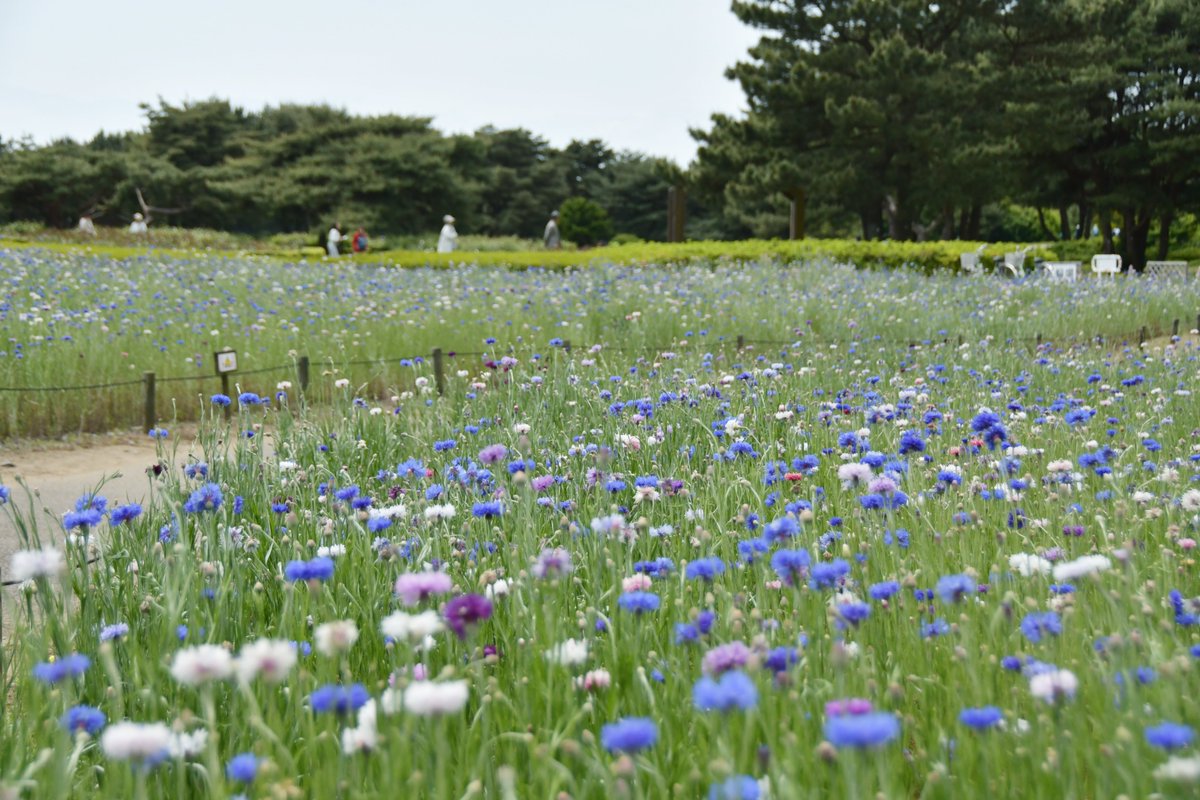 スタッフブログを更新しました！「ヤグルマギクが見頃の7分咲きになりました」
hitachikaihin.jp/park-blog/park…

#ひたち海浜公園 #hitachiseasidepark #スタッフブログ #staffblog #ヤグルマギク #7分咲き