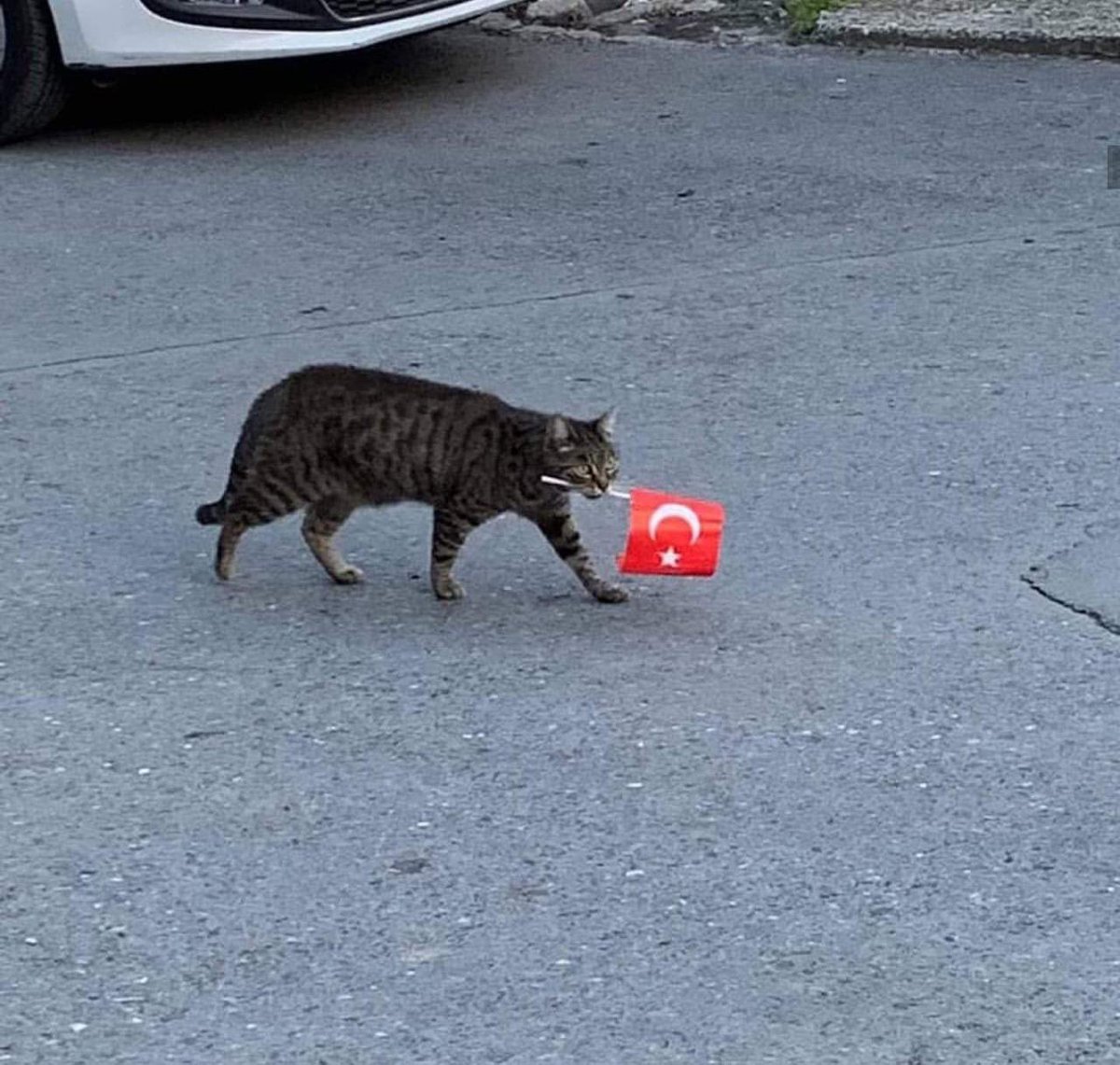 Oy vermeye gidiyorum