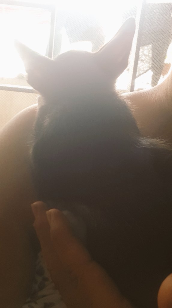 roromichha's tweet photo. @_allthelilies The same day she fell from height and passed away because we used to live in a uni hostel. I had adopted her from the street.  😭 https://t.co/tn8HdrehHn