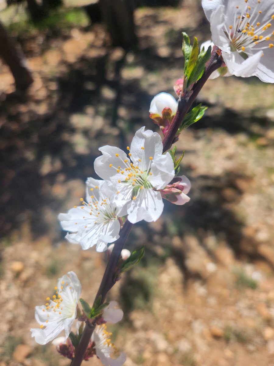 Nappy Cat tweet media