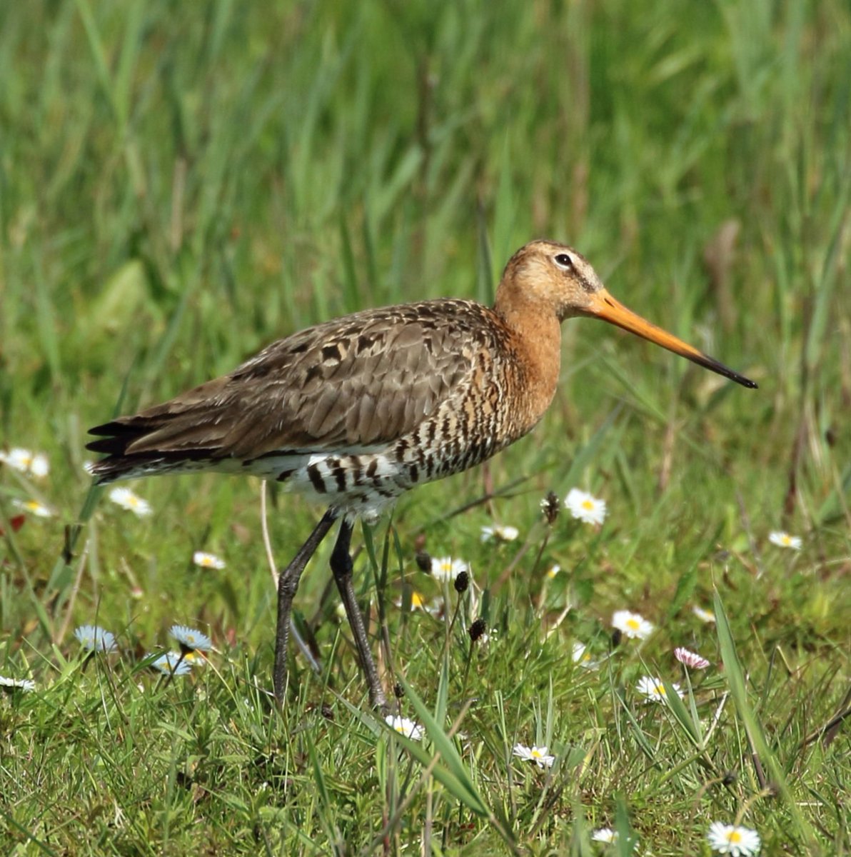 ArjanvanVelzen's tweet photo. Portret van een Grutto
#vogelbescherming #natuurmonumenten #Hegewiersterfjild https://t.co/ImPguuwmlH