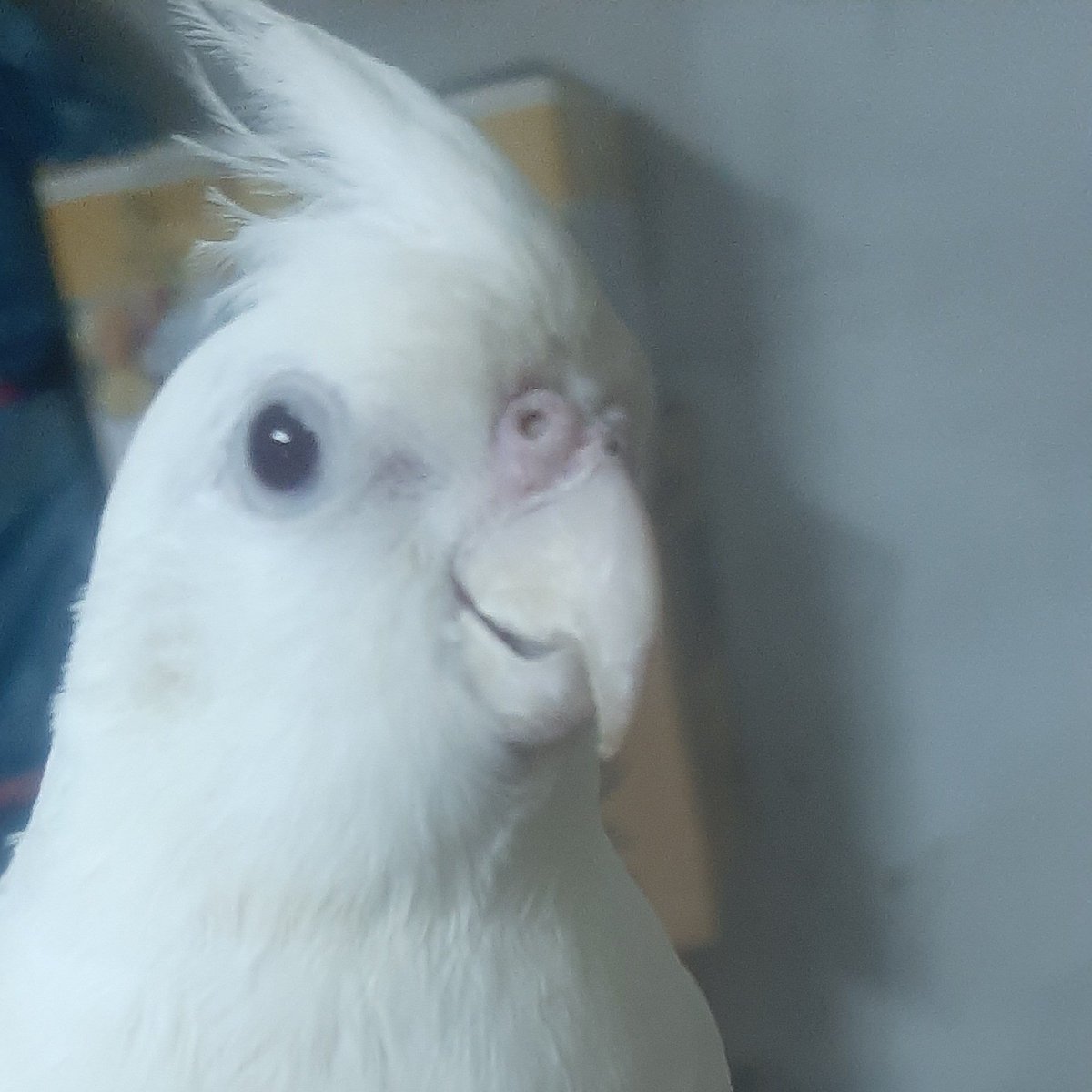 TaiwanSnake's tweet image. #新個人資料相片