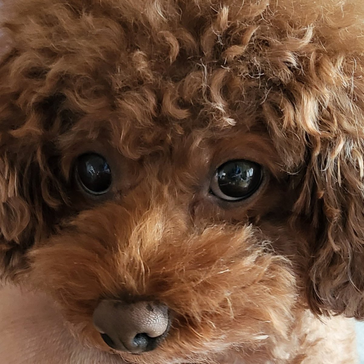 도토리코너숍 tweet media