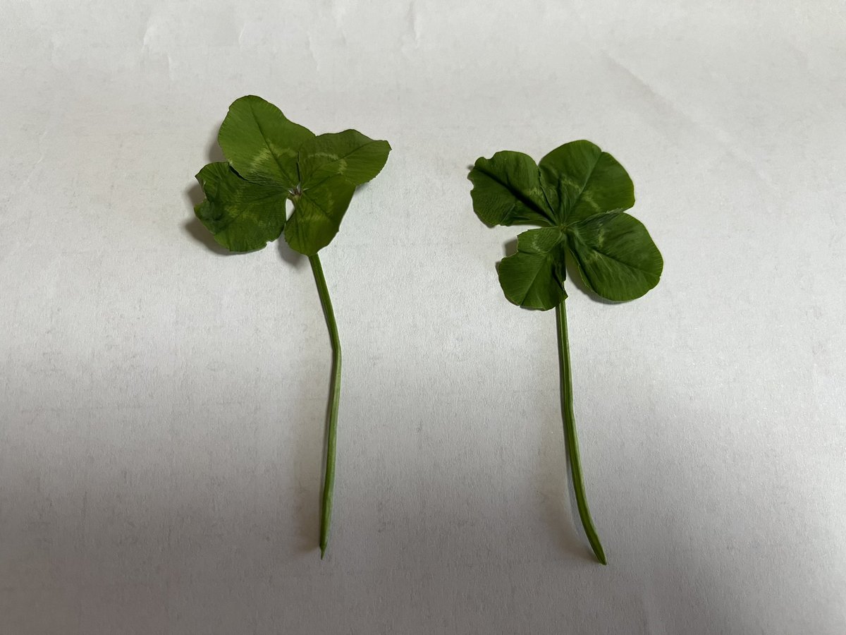 一度に見つけるとかそんな事ある？