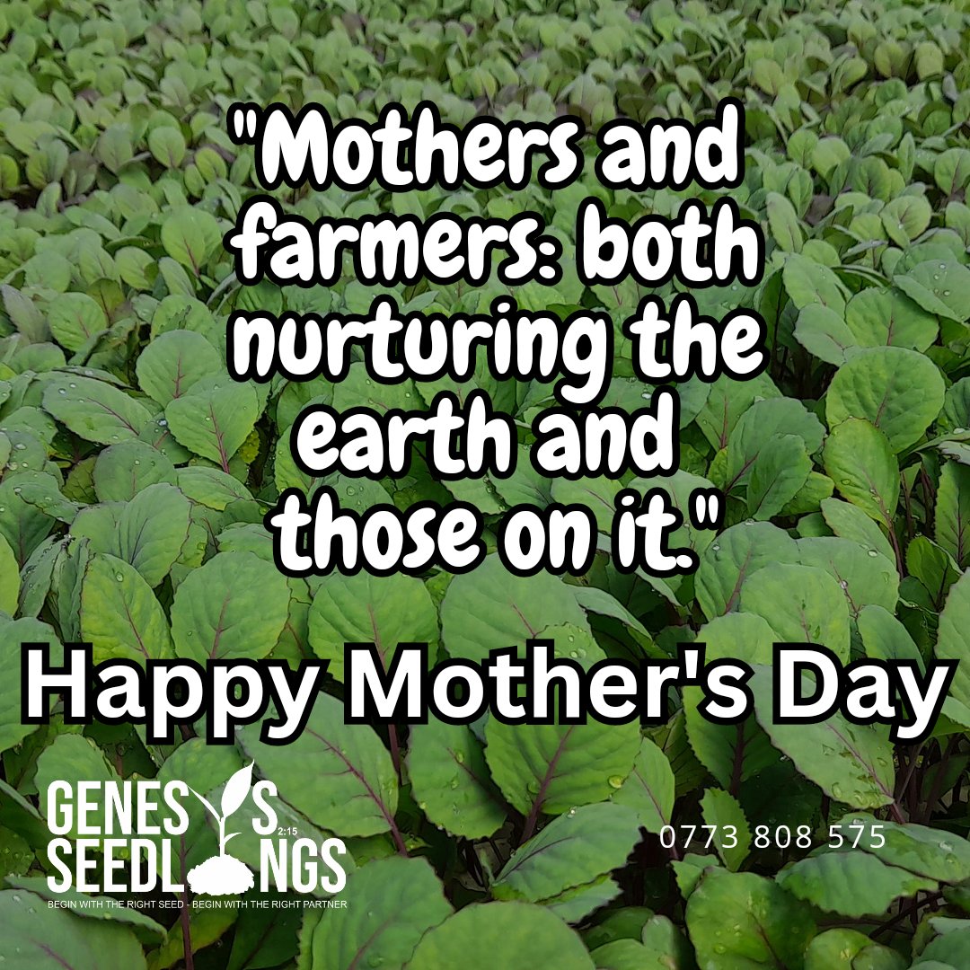 GenesisSeedling's tweet photo. #MothersDay @WendyMadzura @CelinaHatidani @KirstyCoventry @ZimYouthZse @zimyouthcouncil @SyngentaZW @SitholeTalents @Africanwomeni10 https://t.co/iTklsY2jku