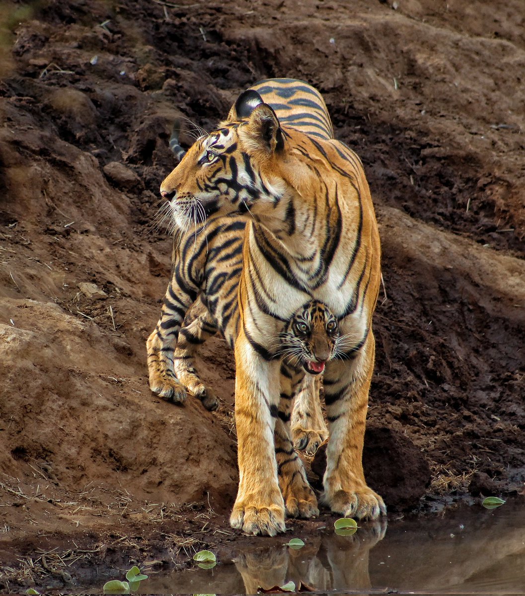 kaala_coat's tweet photo. Mother's Day Special! 

#wildlife @natgeowild @MPTourism @BandhavgarhTig2 @mptfs @natgeowild @AnimalPlanet https://t.co/TR1pw8BGcR