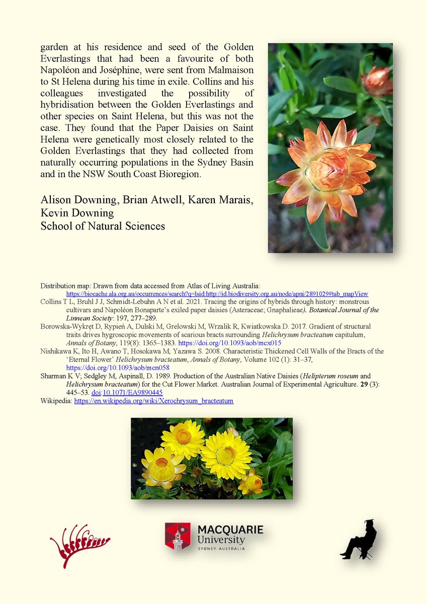 Did you know, on the island of Saint Helena in the Atlantic Ocean 2000 km off west coast of Africa, there's a thriving naturalised population of Australian Golden Everlasting Paper Daisies - Dating back to Napoleon's exile #PlantoftheWeek #DowningHerbarium