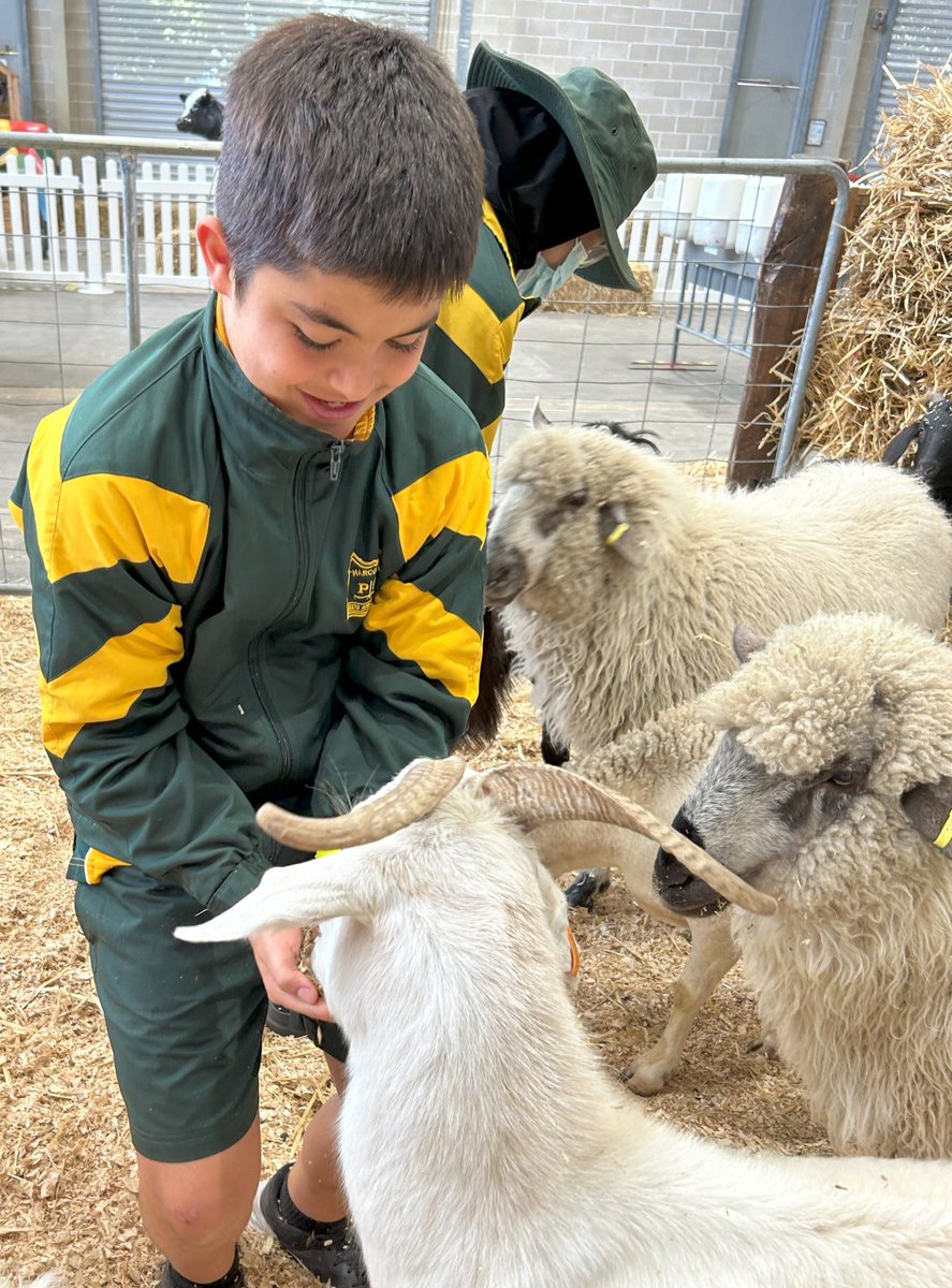 Food, Fibre &amp; the Five Senses in action!
Our science unit came to life thanks to <a href="/RAS_NSW/">RASNSW</a> Farm Days program.  Honey, wool, poultry, dairy and the farmyard ... our learning came to life! #LoveWhereYouLearn #Science #education <a href="/janholt07/">Jan Holt</a> <a href="/mrhappyhung/">Daniel Hung</a>