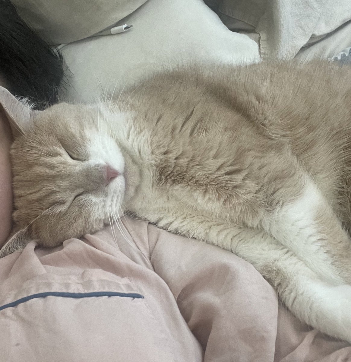 그리고 테트리스처럼 머리를 끼워서 잠