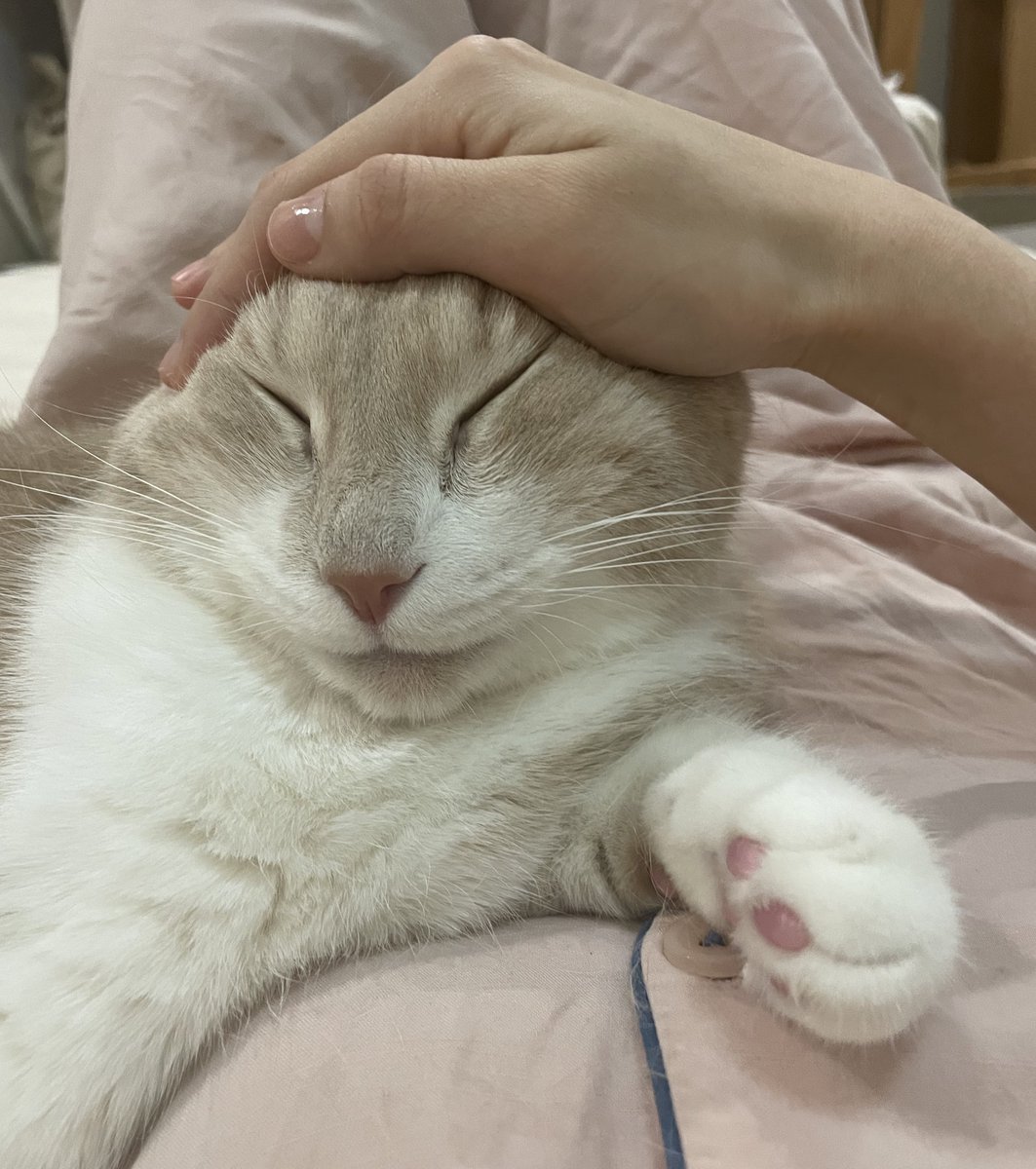 sal_goo_'s tweet photo. 정말 잘 잔다
귀여워 https://t.co/NYILx3glXj