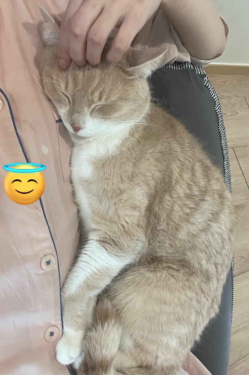 살구는 절대 안겨서 자는 타입 아니었는데
요샌 꼭 안겨서 잠… 
당연하지만 사람처럼 시간이 지날 수록 행동도 바뀐다!!