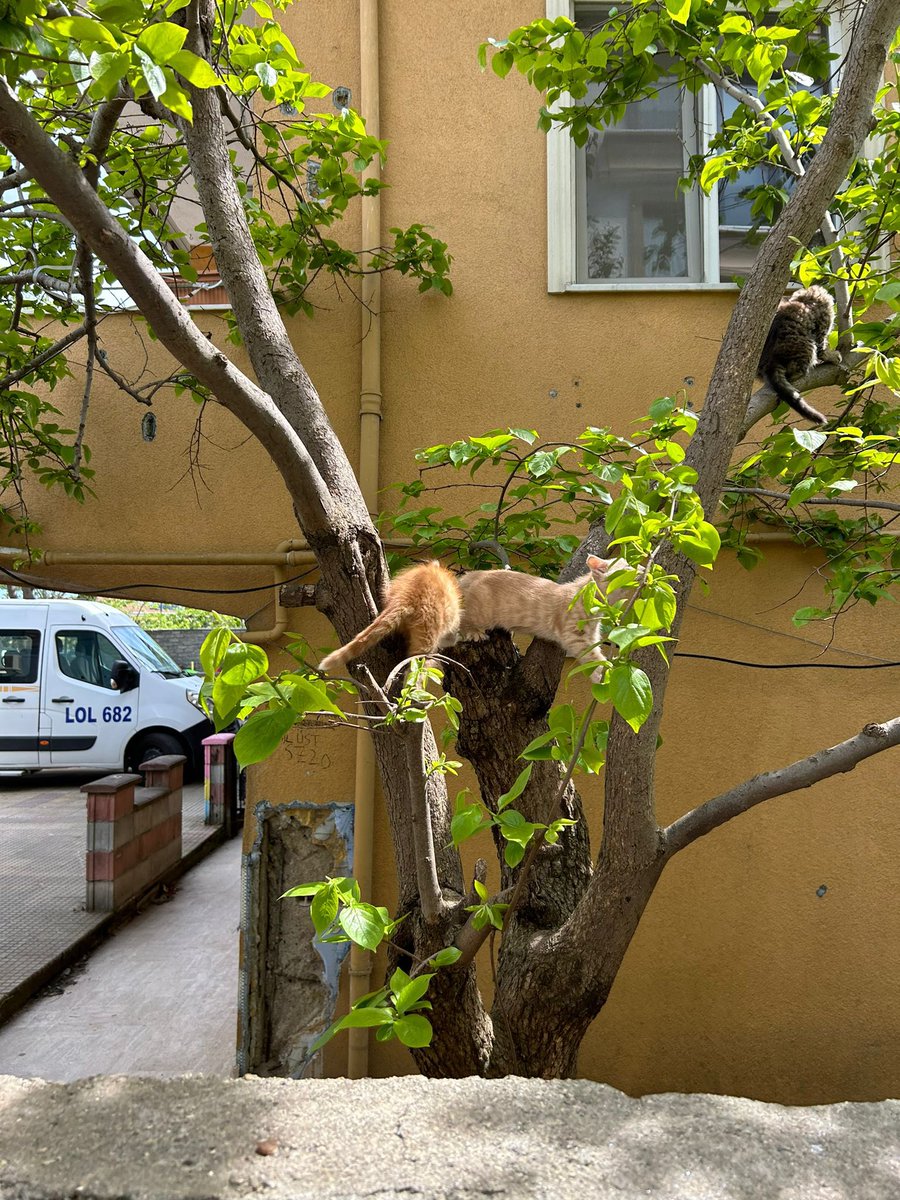 Çeşütlü delilikler yapan 3 kardeş var elimizde. Yıkılmak üzere olan manavımız bakıyor (binayı yıkıcaklar bir kaç haftaya) . Analarını da tanıyorum çocuk gelin kendisi ama iyi kızdır sevdirir sevgi doludur falan. Bunlar da insandan korkmuyolar