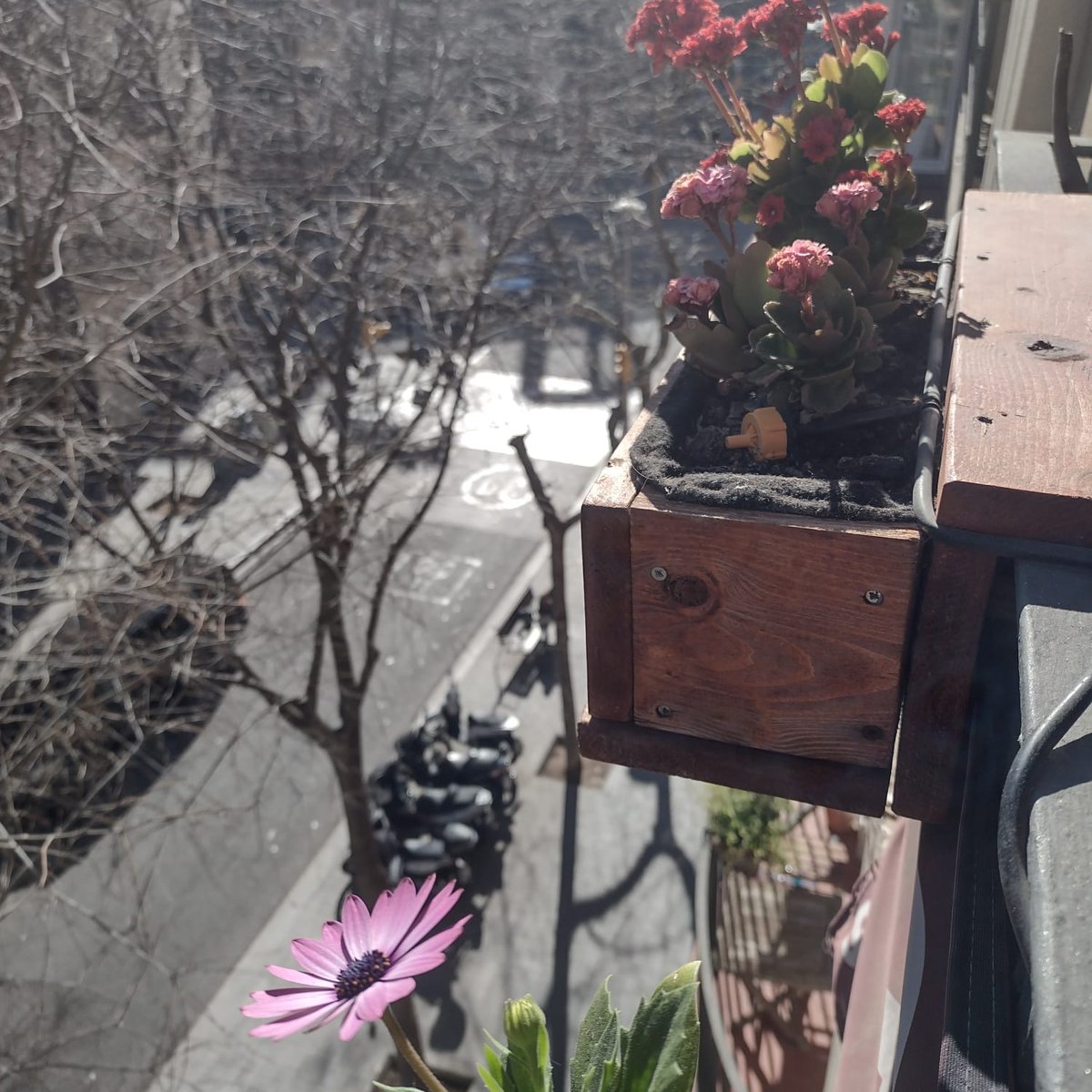 D'aquí una horeta comencem el taller de plantes i verd amb en Pau de <a href="/Coverd_bcn/">Coverd</a> a Consell de Cent amb Calàbria! Tenim plantes per donar fins q s'acabin! Ens veiem a les 11🥰🌳🎉