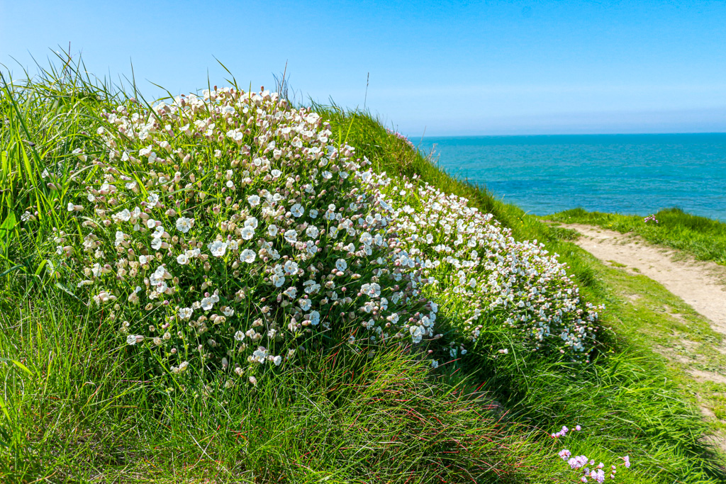 The flower garlanded coast path at Ceibwr Bay - sea pink sea campion and spring squill @ItsYourWales @WalesCoastPath @PlantlifeCymru #peoplewithpassion