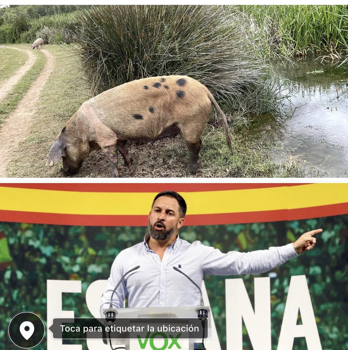 Ya lo decia mi madre , cerdo limpio nunca engorda!!