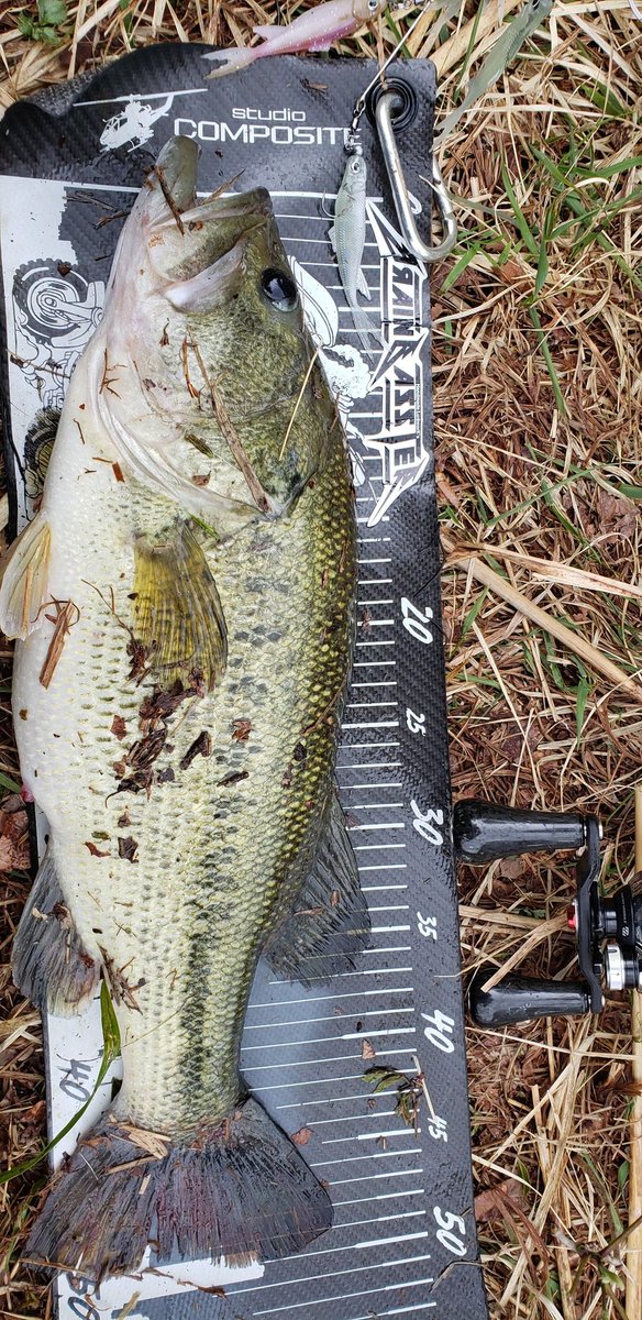 tsuchida7ryu's tweet photo. 卸したて即効入魂。
エラストマーのワームが19匹でこの浮力がいい感じ。
#シグナル
#マルチシャッド
#バマスト
#自作アラバマ
#山形バス釣り https://t.co/KJwF7Qv6ev