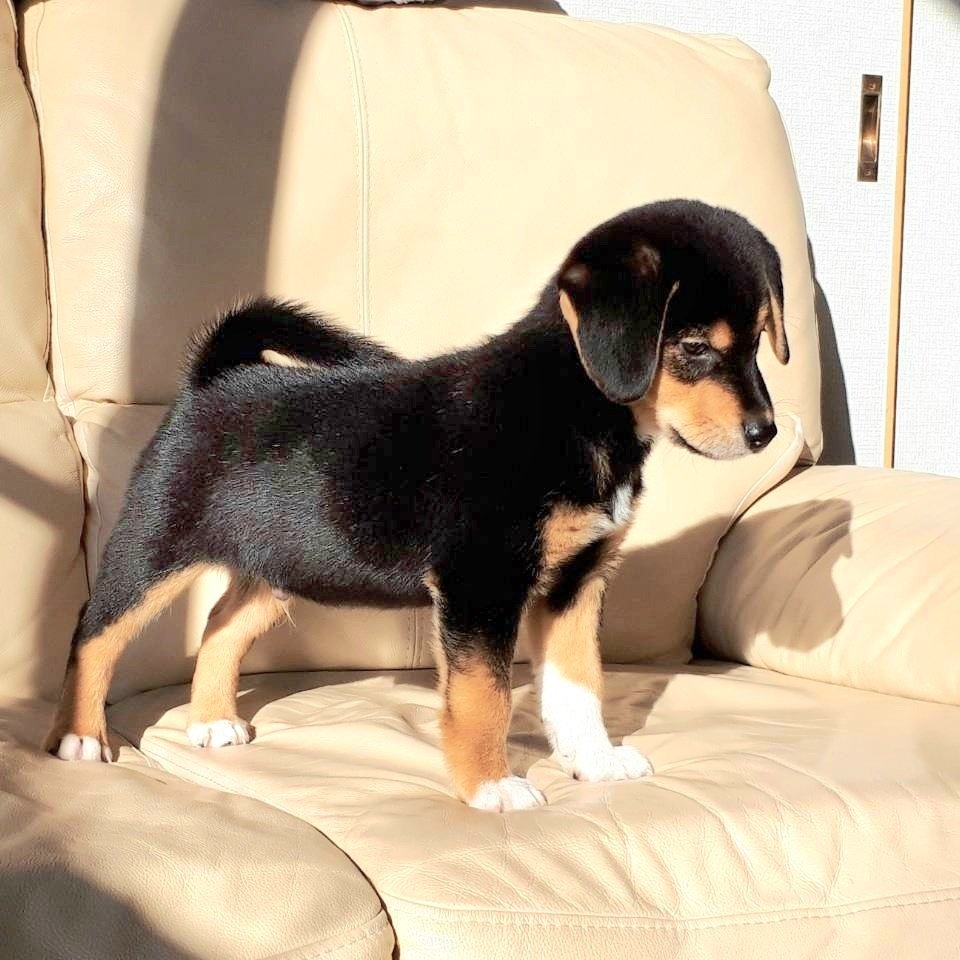 maro_wan_0930's tweet photo. #柴ビーグル のマロです🐶
前のアカウント使えなくなりましたので改めてよろしくお願いします૮˶• ﻌ •˶ა✨
パピーの頃の写真や普段の写真をアップしていきます🐶🎶
パピーマロと現在のマロ🐶🐾 https://t.co/lg6Wrn2tOX