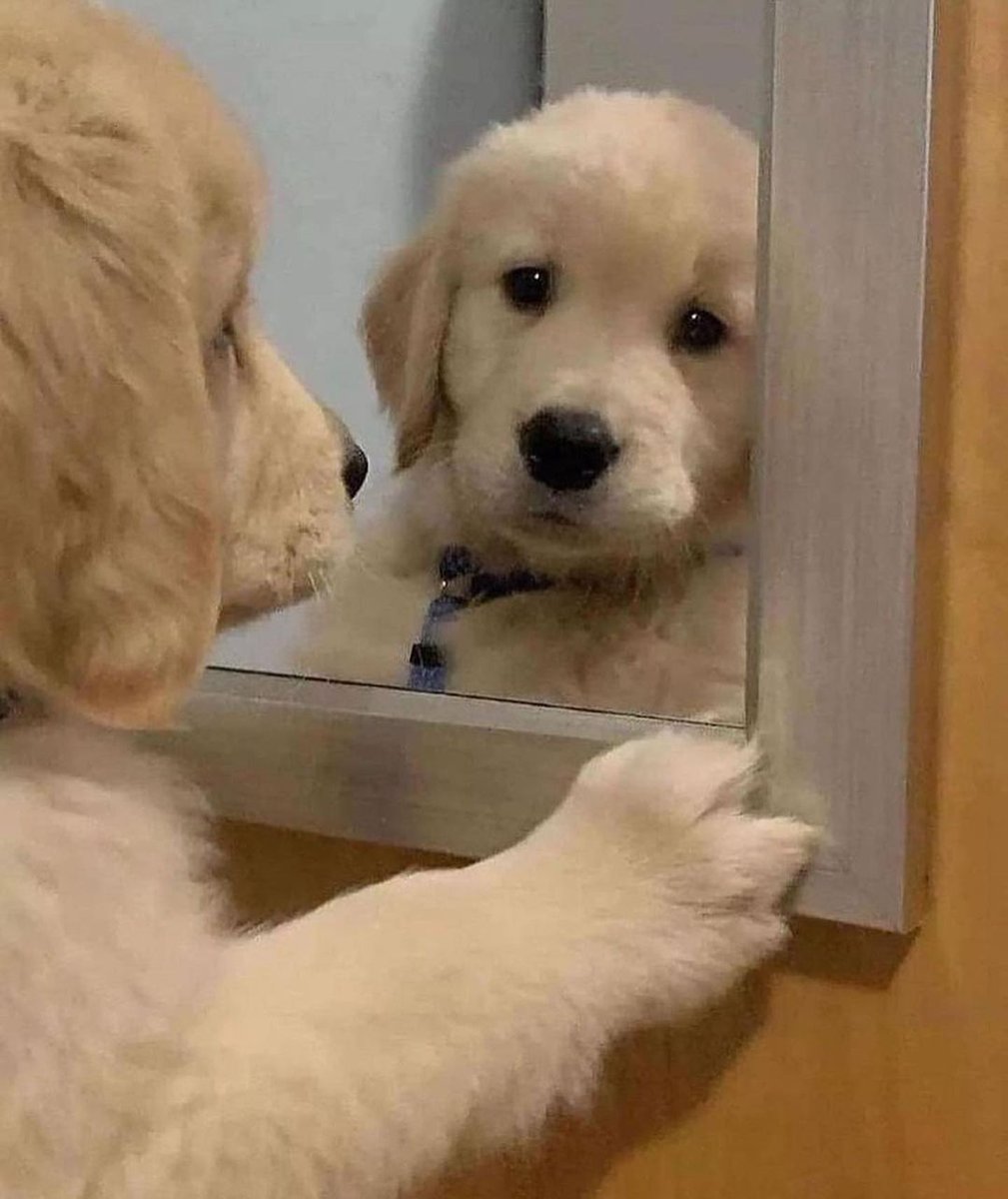 _goldenretrieve's tweet photo. How cute is this 🥺🥰
Rate This Cuteness 10-100??📷📷
-
 #dog #dogs #scotland #dogsoftwitter #Easter2023 #captainchaos #puppylove #puppies #goldenretrieversofinstagram https://t.co/vfBqkzgtcC