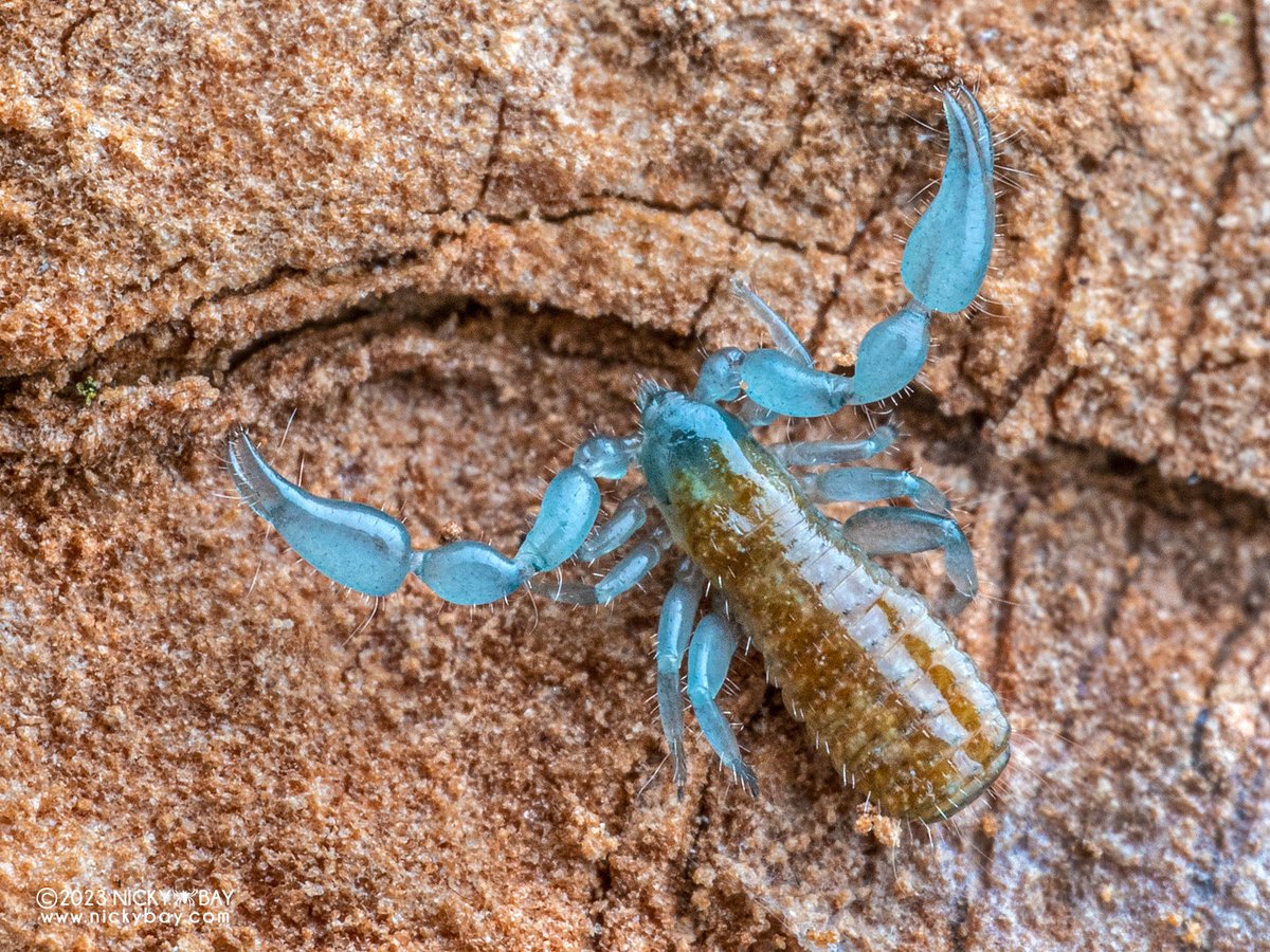Blue pseudoscorpion, probably fresh from a moult.