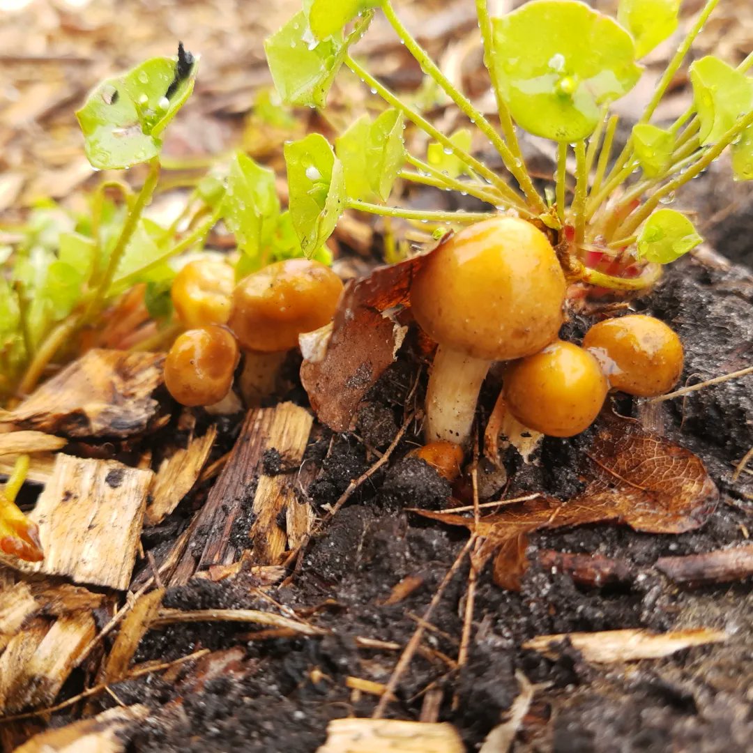 HermensMoestuin's tweet photo. De paddenstoelen schieten de grond uit met dit warme vochtige groeizame weer❣️ leuk om te zien dat je eigenlijk jaar rond paddenstoelen kunt vinden. Met als hoogtepunt de herfst. 

#paddenstoel #pado #padova #paddestoelen #paddenstoelen #mushroom #mushrooms #lente #spring https://t.co/icdxr6EI5A