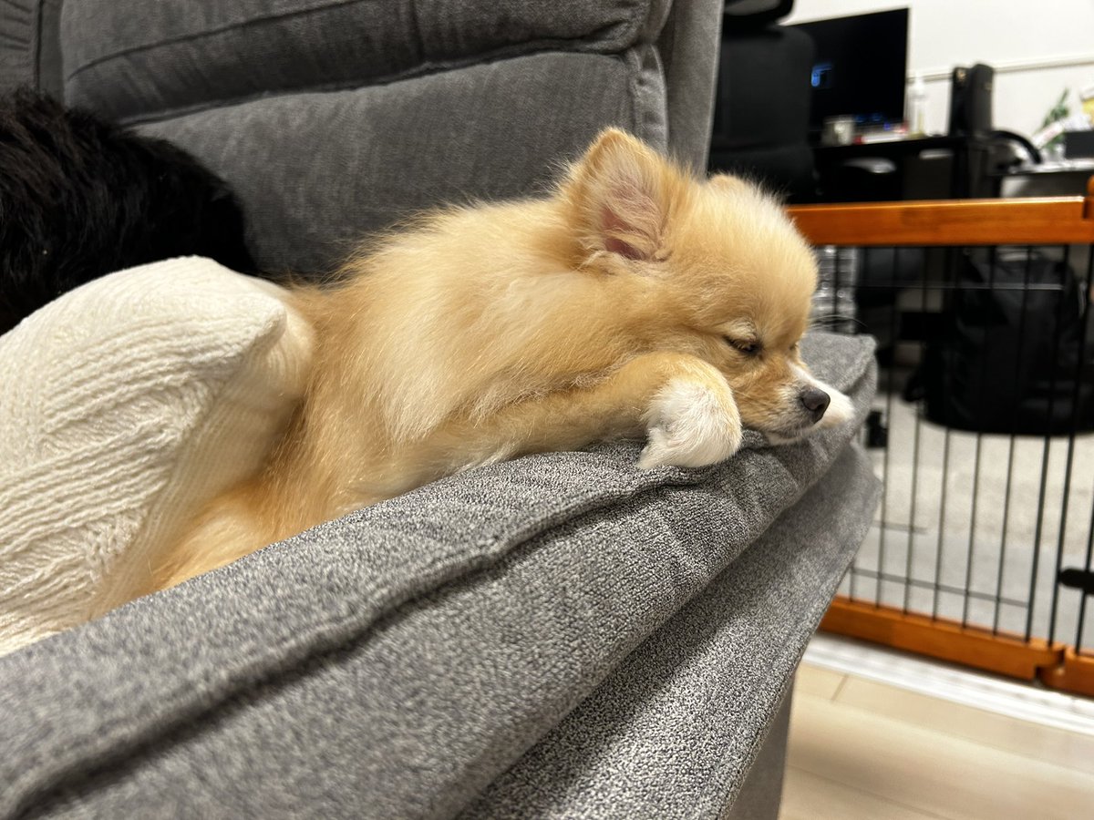 cocochan_201114's tweet photo. 寝方もクセがすごいんじゃ😂😂 https://t.co/8YECGsvkHO