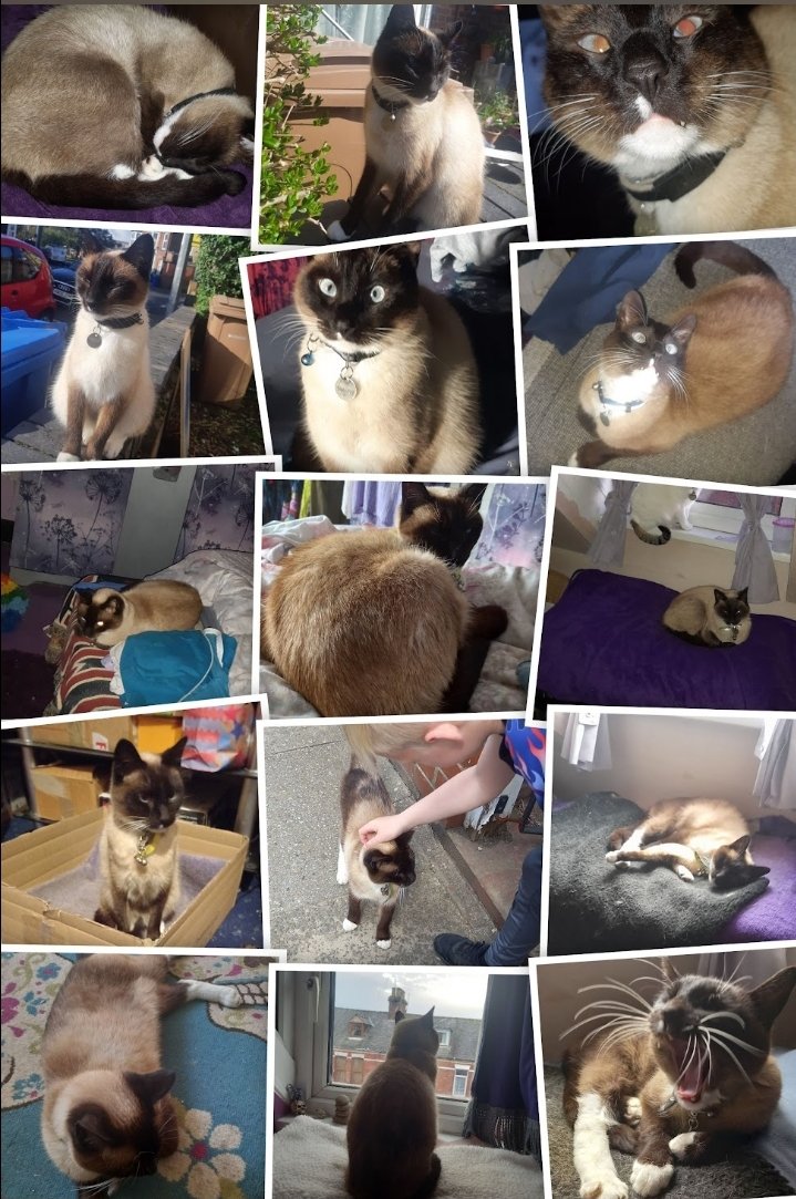 Chancethebeautifulcat (@chancethebeaut1) on Twitter photo Look!lots of me😸 Google made it for mum <a href="/debbie_creaser/">debbie creaser</a> ,she said she may get a canvas to put on wall for all to see! 😺💙
Happy Sunday to you all...😺
#CatsOfTwitter Look!lots of me😸 Google made it for mum <a href="/debbie_creaser/">debbie creaser</a> ,she said she may get a canvas to put on wall for all to see! 😺💙
Happy Sunday to you all...😺
#CatsOfTwitter