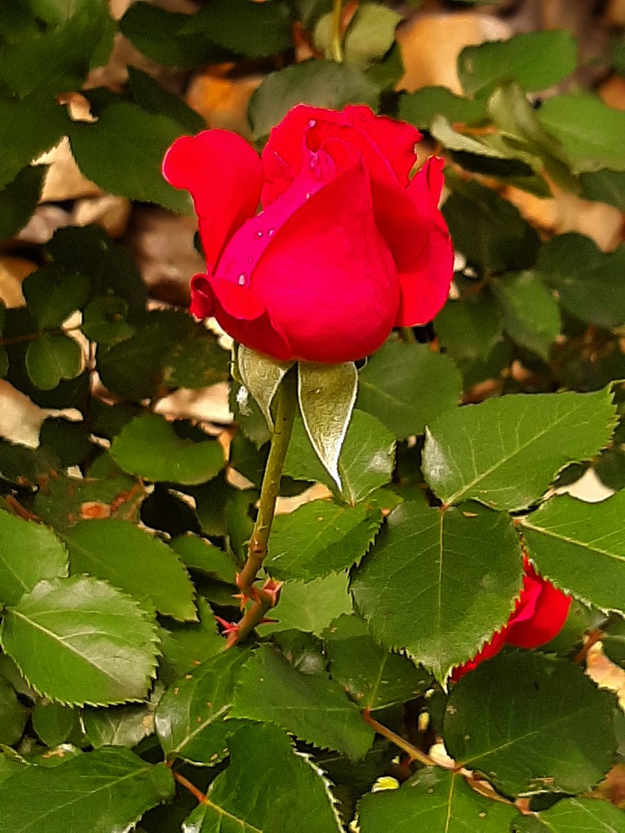 La mamma tiene per mano il suo bambino solo per
un breve periodo.
Ma nel cuore 
per tutta la vita.
#FestaDellaMamma
#14maggio
#BuonaDomenica ❤