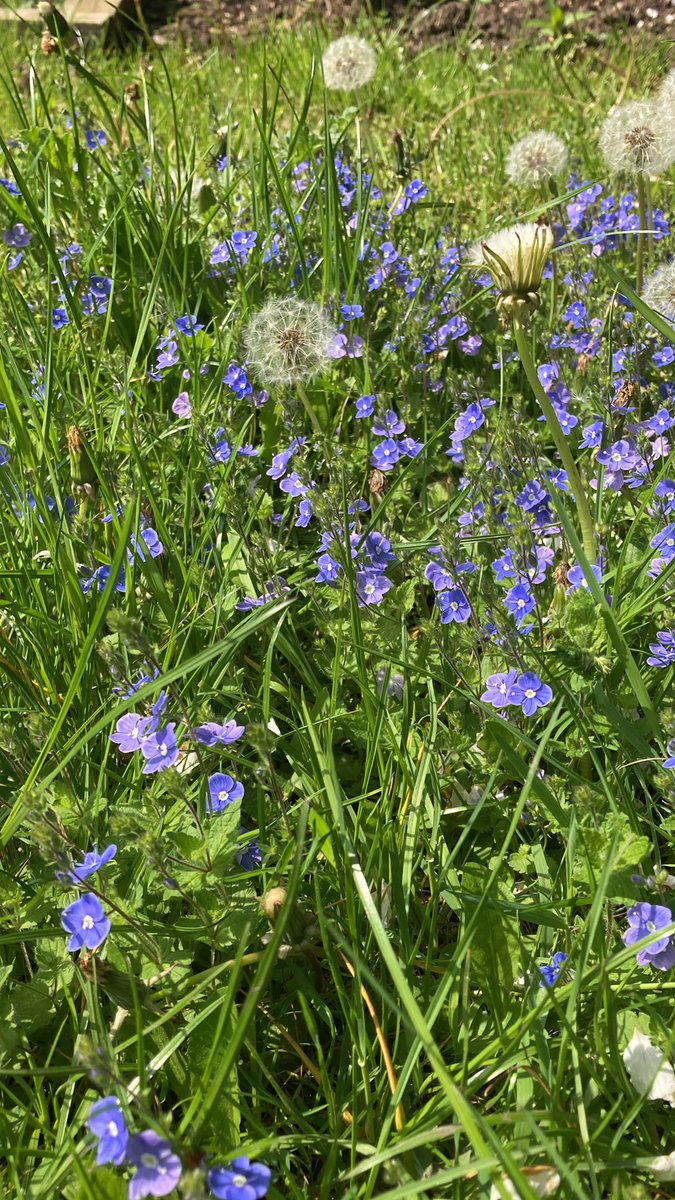 I don’t know what they are but following @Jo_Pettifer_SRS ‘s advice, we’ve left 1/2 our back lawn to go wild.  It’s a great way to encourage our pollinators into our gardens.