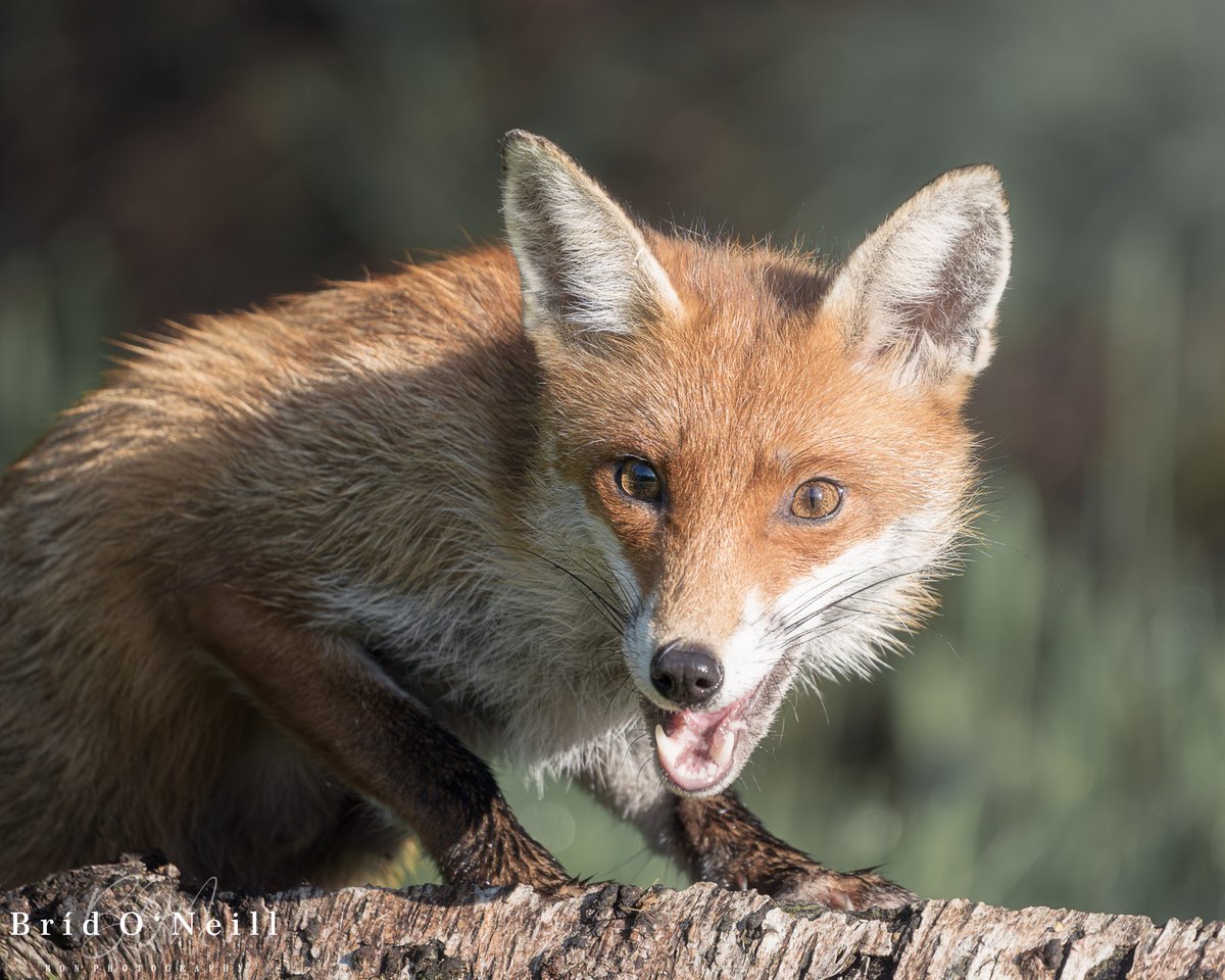 New Mammy Fox 🦊 Rua

Out and about getting food for her new litter of cubs. 

#FoxOfTheDay #foxportrait #saveafox #wildlifephotography #irishwildlife #BONPhotography #vixen #redfoxes #ilovefoxes #wildlifeconservation #irishfoxes #happyfox