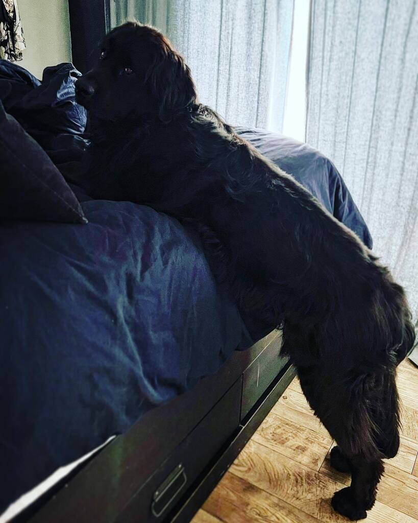 If you would be so kind as to give me a little boost…🐾
#sounderthealarm #goodmorning #sundaysnuggles