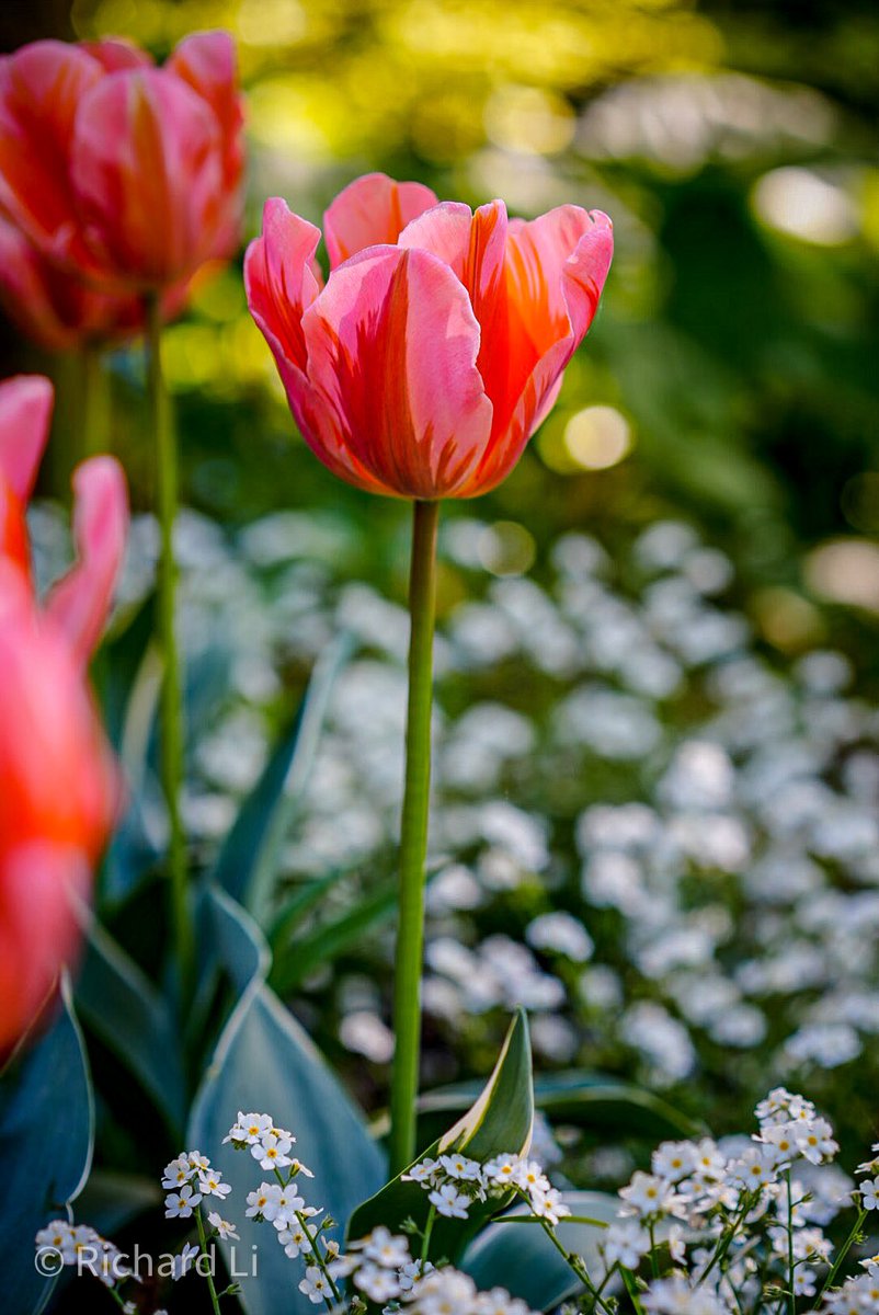Richard_Li99's tweet photo. Quickly jumped to the #summer #Vancouver #vandusen #botanicgarden #tulip https://t.co/usuyMsbkYa