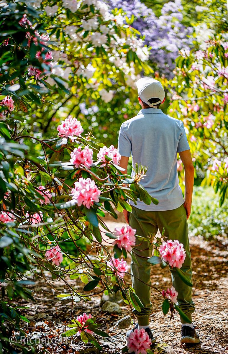 Richard_Li99's tweet photo. Quickly jumped to the #summer #Vancouver #vandusen #botanicgarden #tulip https://t.co/usuyMsbkYa