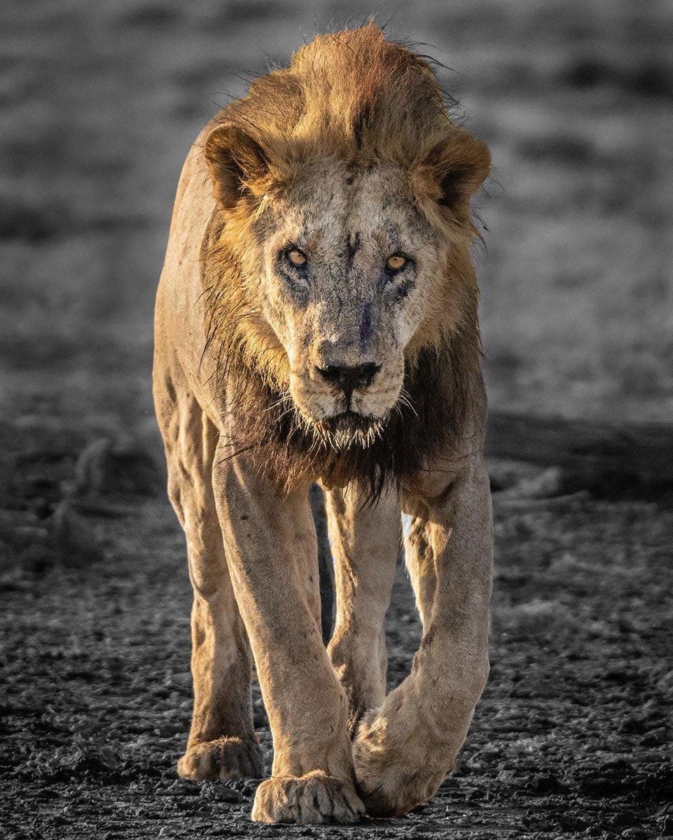 ChillElephants's tweet photo. The worlds oldest lion was speared to death in Kenya recently, after wandering to close to livestock. He was 19.

While anti-poaching efforts have become increasingly popular as of late.

We still have so much work to do as a planetary society.

R.I.P Loonkiito &amp; god bless🙏 https://t.co/Uh1QNzkawT