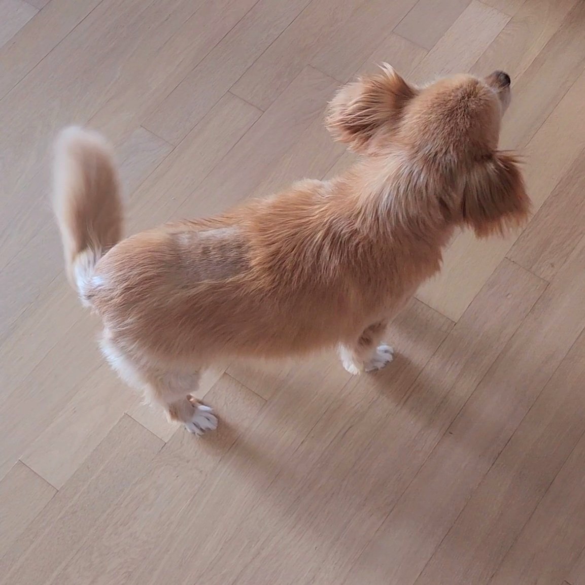 FindFamilyBeige's tweet photo. #가족찾는_베이지 #어리바리_임보
클리퍼 증후군 집중관리 4주차!!! 이제 확실히 털이 보이죠?!? https://t.co/Rrjjsqby9W
