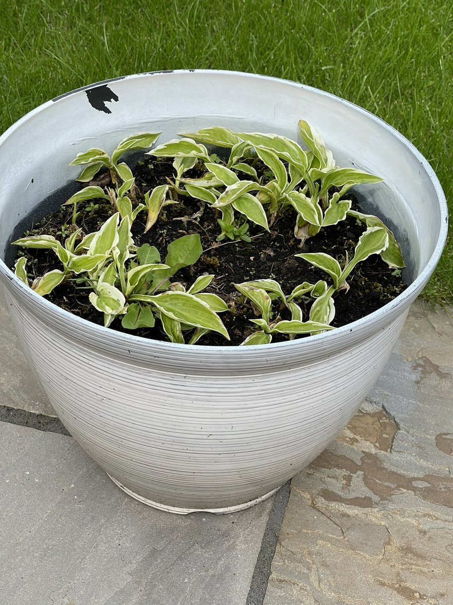 Loral Icewines tweet media