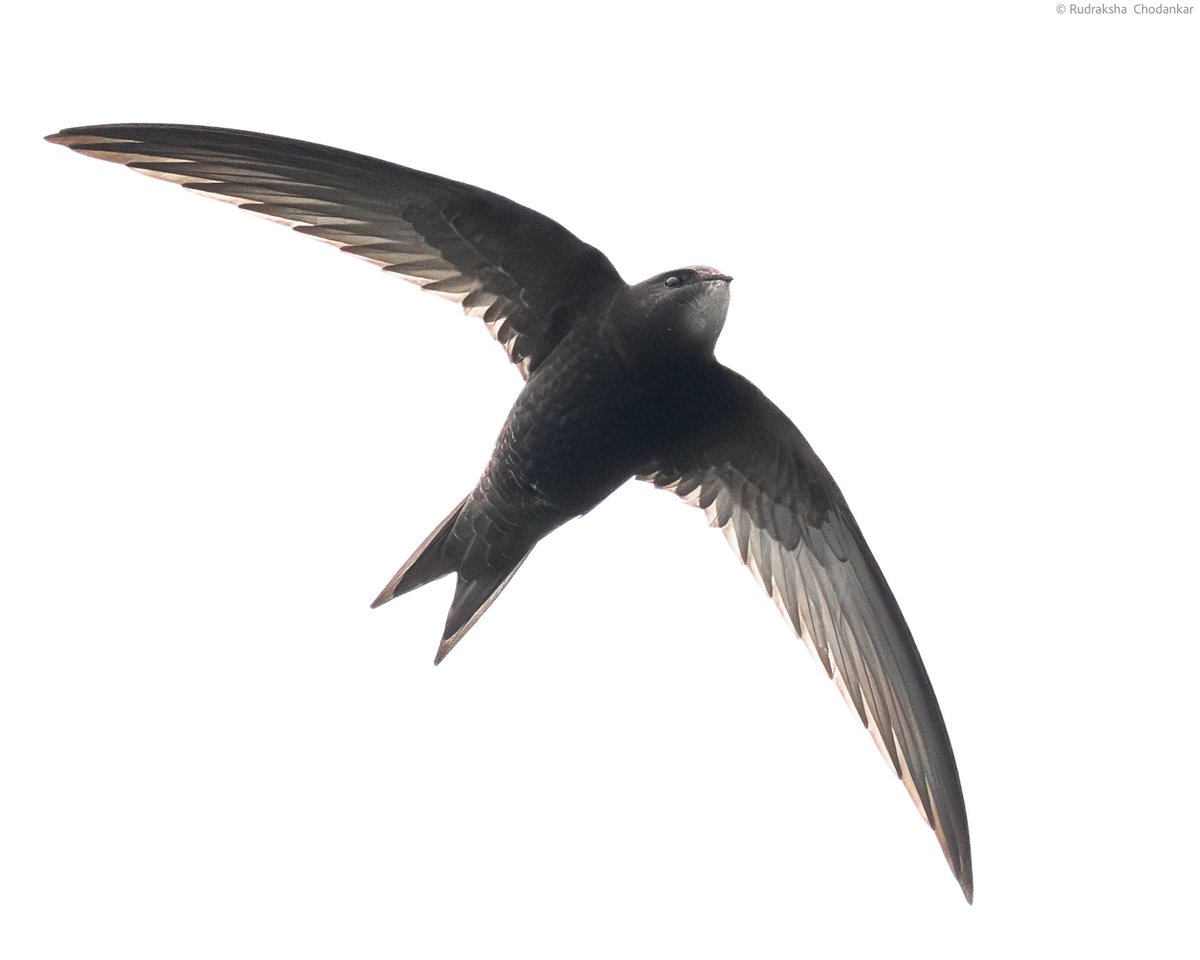 Swift from Tice’s Meadow today. Nice to meet some regular birders. 49 species in total. @Team_eBird checklist:

ebird.org/checklist/S137…

@TicesMeadow @SurreyBirdNews @SurreyWT @ThePhotoHour @CanonUKandIE #LowCarbonBirding