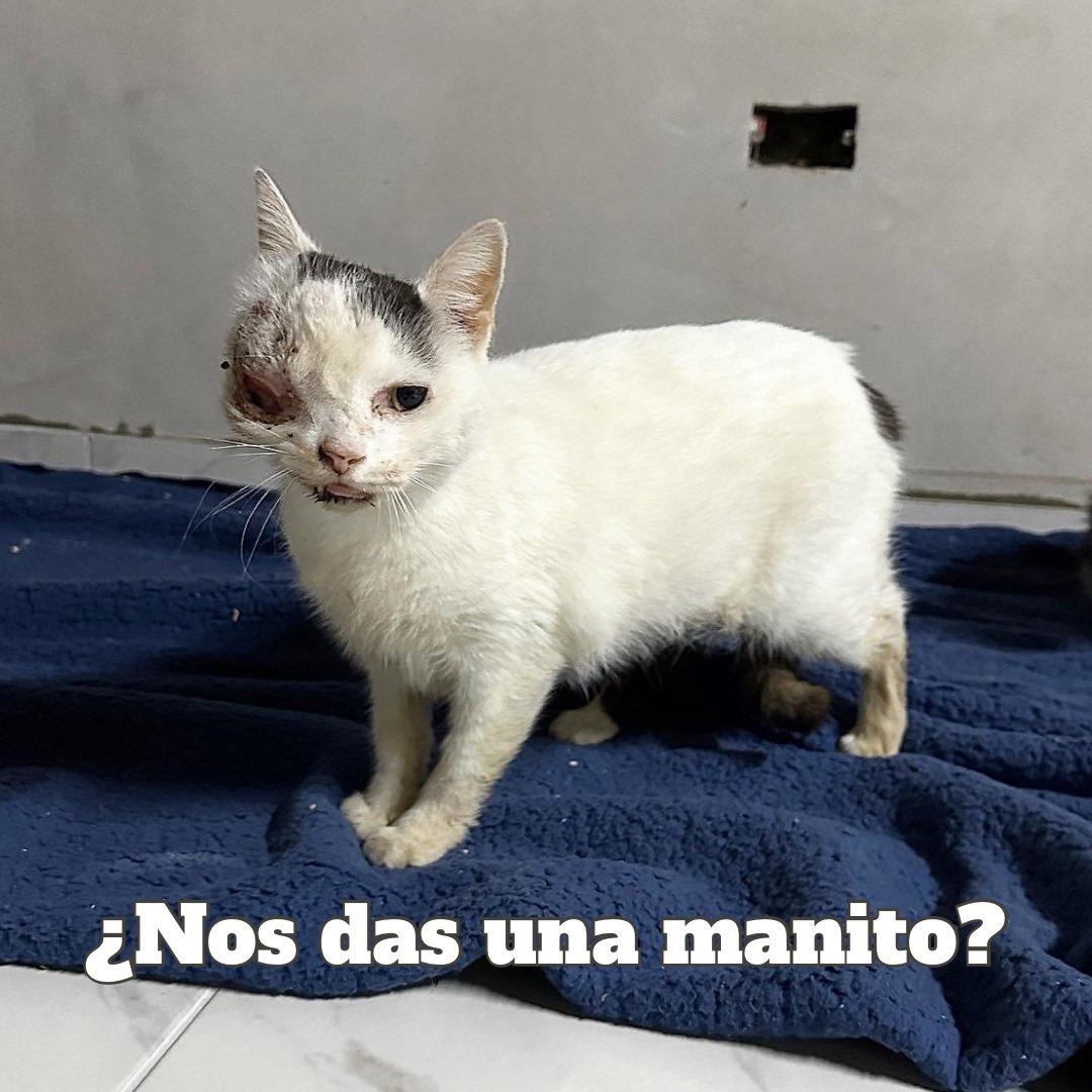 Necesitamos ayuda 🙏💔 tienen que operarla de urgencia.. la medicación que nos dieron no hizo efecto a la infección. Tiene una infección producto a algo que le clavaron…

Toda ayuda es bienvenida tenemos muchos a nuestro cargo

Nuestro alias hogardegatos 
Más datos abajo 
#fyp