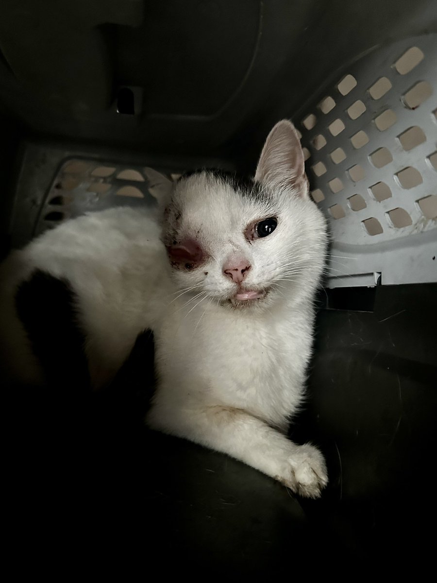 hogardegatos's tweet photo. ALIAS RÁPIDO : michihouse

Cbu BBVA francés :  0170005340000017482891
Titular Leiva Lucas. 

Cbu Mercado pago : 0000003100061828770485
Alias Mercado pago : HOGARDEGATOS https://t.co/YxRsjqD9fD