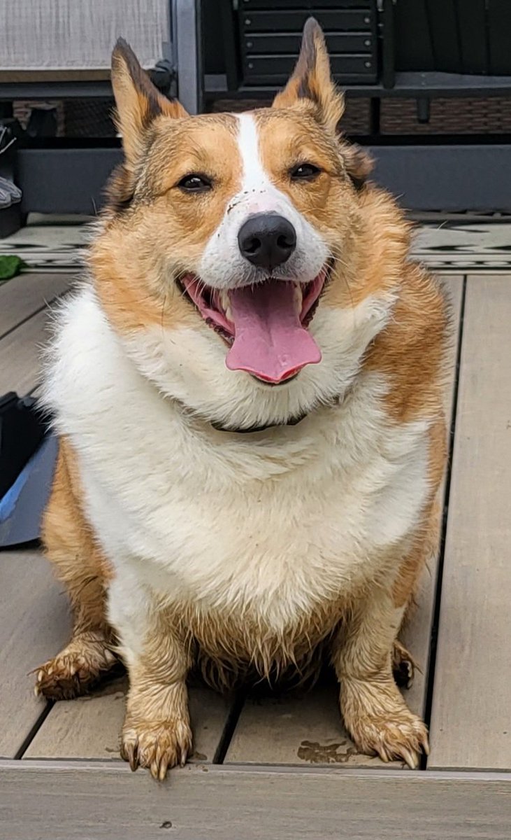 CorgiDuncan's tweet image. Muddy hair. Don&apos;t care. #CorgiCrew #Corgi #dogsoftwitter
