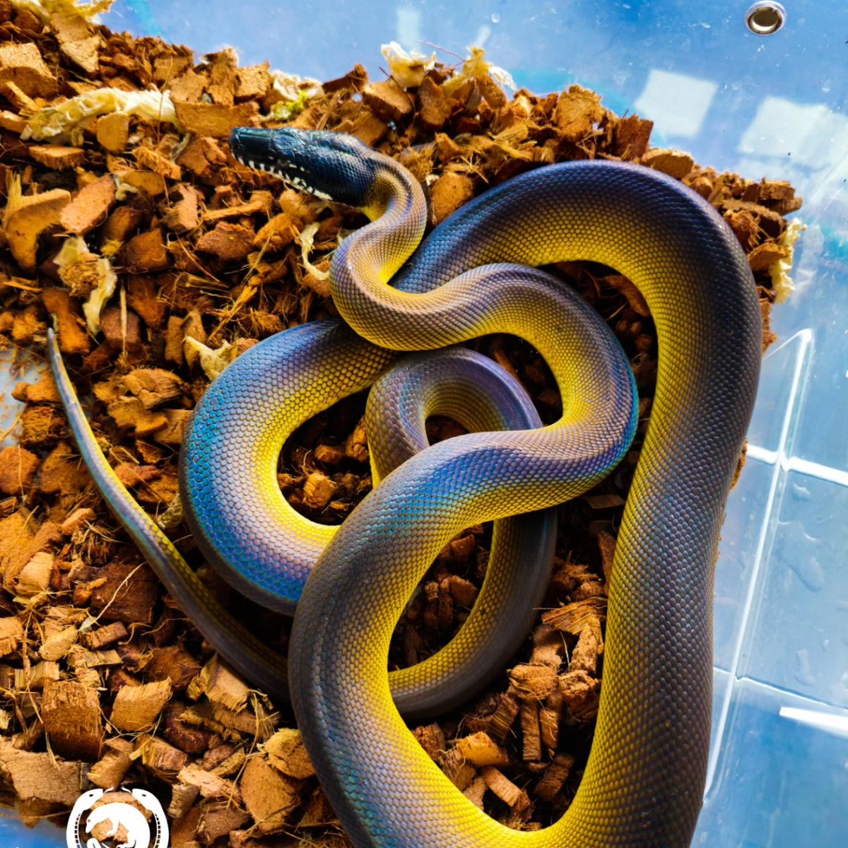 Reptile_Academy's tweet image. Blue&amp;amp;Gold
#ReptileAcademy
#Whitelippedpython
#ไวท์ลิปไพธ่อน
#เลี้ยงงู