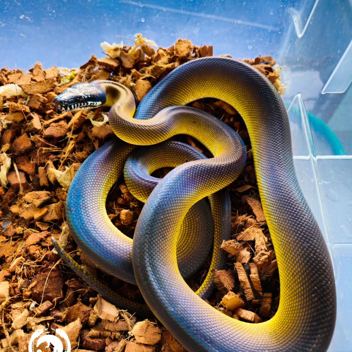 Reptile_Academy's tweet image. Blue&amp;amp;Gold
#ReptileAcademy
#Whitelippedpython
#ไวท์ลิปไพธ่อน
#เลี้ยงงู