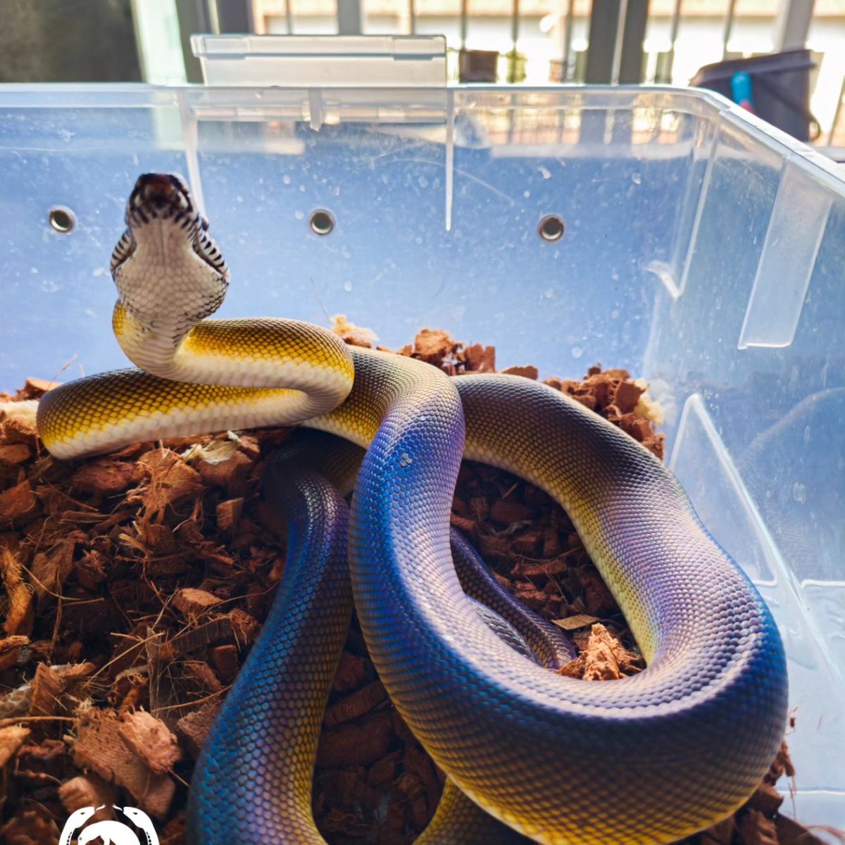 Reptile_Academy's tweet image. Blue&amp;amp;Gold
#ReptileAcademy
#Whitelippedpython
#ไวท์ลิปไพธ่อน
#เลี้ยงงู