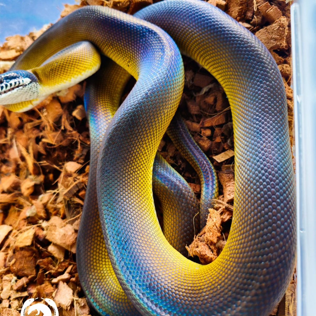Reptile_Academy's tweet image. Blue&amp;amp;Gold
#ReptileAcademy
#Whitelippedpython
#ไวท์ลิปไพธ่อน
#เลี้ยงงู