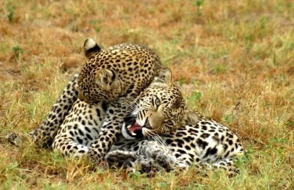 MichaeFleetwood's tweet photo. A bush Mother’s Day wouldn’t be complete without a look back at Queen Karula. Mother of 10 (incl. superb mom Thandi), she was dedication to a tee.
📸Chene Wales-Baillie, Michiel van Walsem, Pieter Pretorius #Karula #Djuma #MothersDay #SafariLive #PDTV #WildEarth #SabiSand https://t.co/QBfUdix7L1