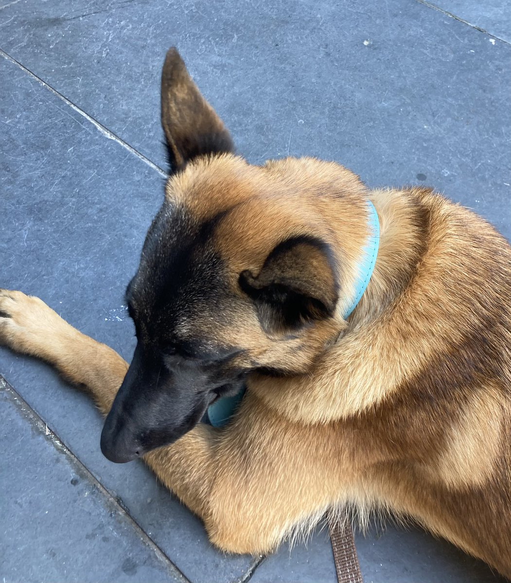 Mi perra tiene un poder asombroso de concentración cuando, por ejemplo, ve un paloma.

#Vigo #Morla 🐾