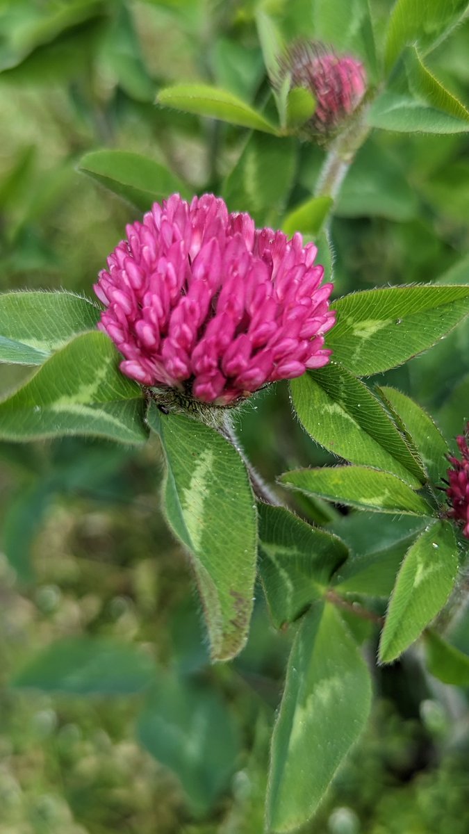 To your health
Very Red Clover
 too lovely to eat.