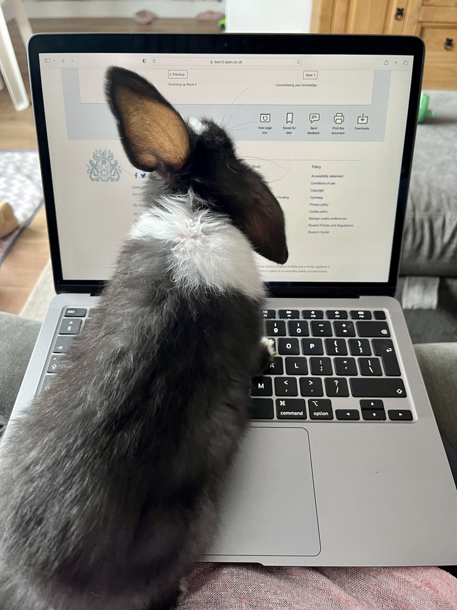 Hey <a href="/OpenUniversity/">The Open University</a> do you accept Bunnies as students? 🐰👩🏻‍🎓🤣

Trying to do my final assignment for my module 🫣