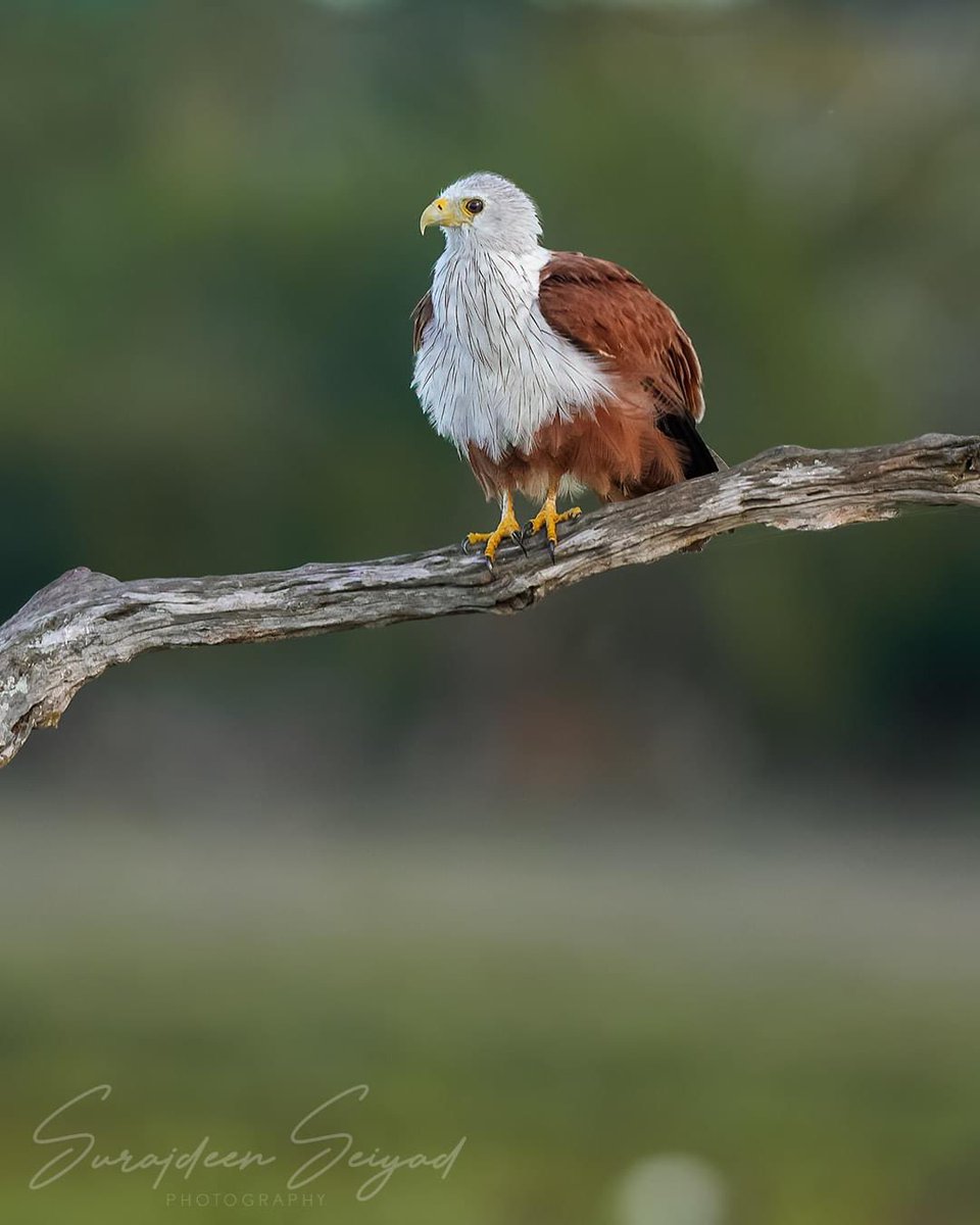 ImagingtheWilds's tweet photo. Brahminy Kite Haliastur indus at Kumana National Park Sri Lanka
#birdphotography #bestbirdsofinstagram
#birdsofinstagram #birdstagram
#birdingphotography #BirdsSeenIn2023 #lk #SriLanka https://t.co/RBgIVVJQDA
