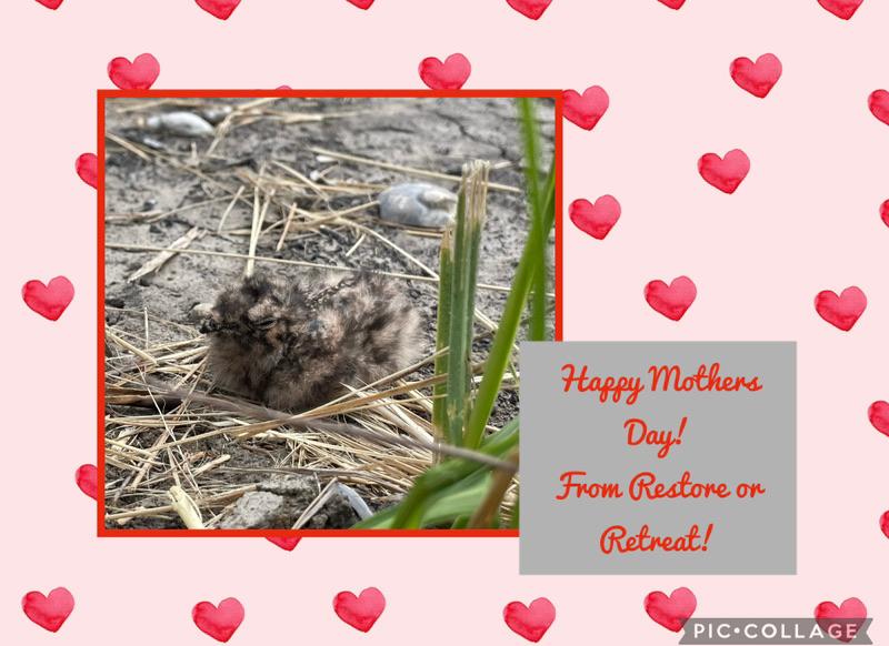 Restore or Retreat tweet media