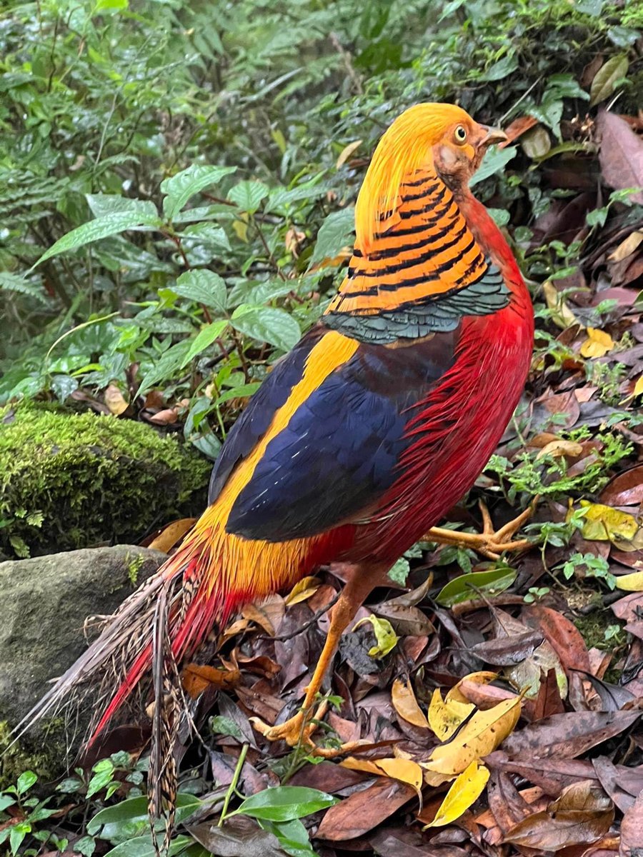IBelizeit's tweet image. #GlobalBigDay2023 Go forth and do some birding. 

#Taiwan #Goldenpheasant #Taiwanbluemagpie #magpie #bluemagpie